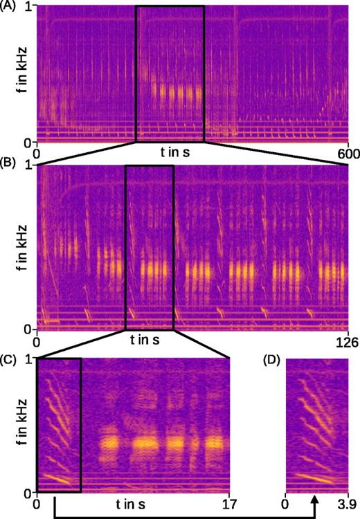 The study of humpback whale song using passive acoustic monitoring devices requires bioacousticians to manually review hours of audio recordings to annotate the signals. Researchers developed a machine learning model to reduce annotation time. doi.org/10.1121/10.002… @vin_kath