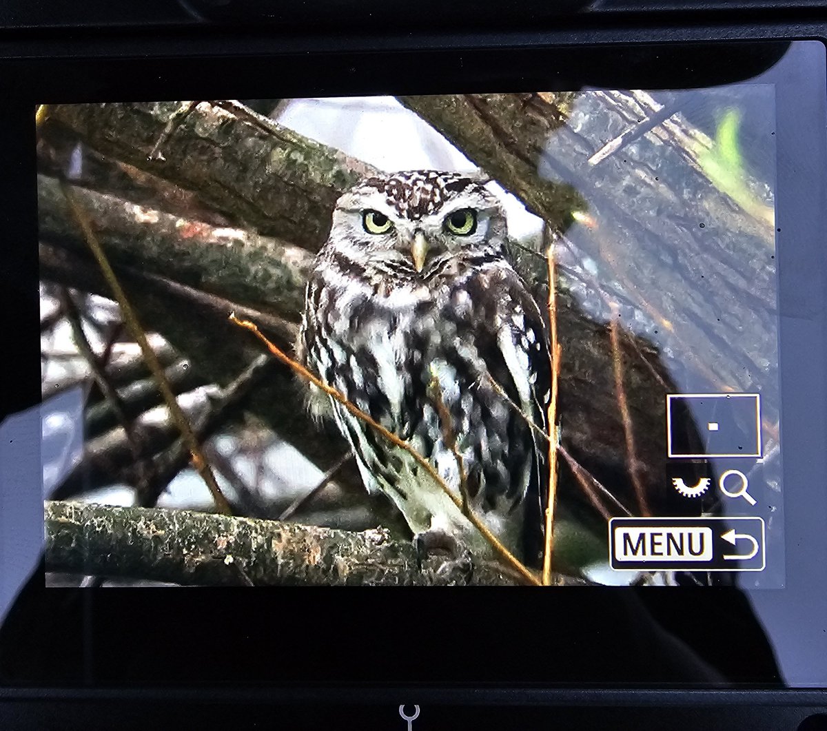 Maxwildphoto's tweet photo. Slightly better views of the Little Owl this evening. It's great to have them so close. He doesn't look too pleased to see me.

#littleowl #owl #wildlife #nature #somerset https://t.co/ZTZYXZXVyy