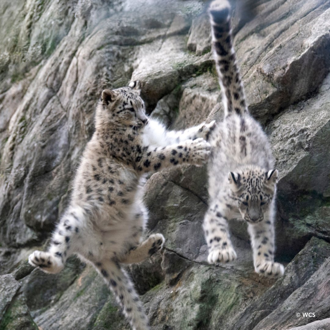 Spring into the new season like our snow leopard cubs in the Himalayan Highlands! On this first day of spring, what better way to celebrate than a visit to the Bronx Zoo? Check out our Spring Break Guide to help plan your visit: bit.ly/42TmyqT