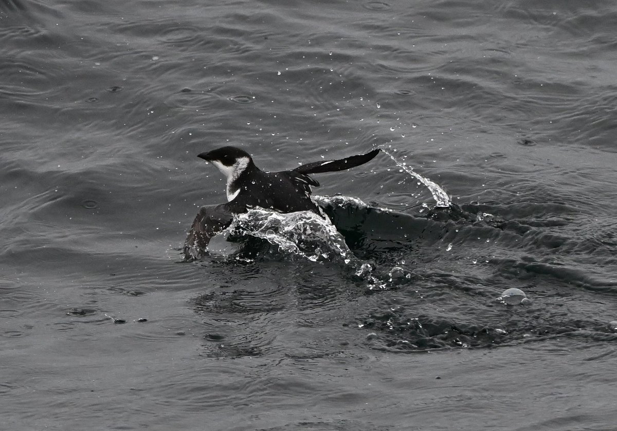 Join us for a special 12-hour Early Spring Pelagic Bird & Marine Wildlife trip on April 6th. For more info and to book a trip visit americanprincesscruises.com/events/12-hr-s… #birding #birdwatching #pelagicbirding #whalewatching