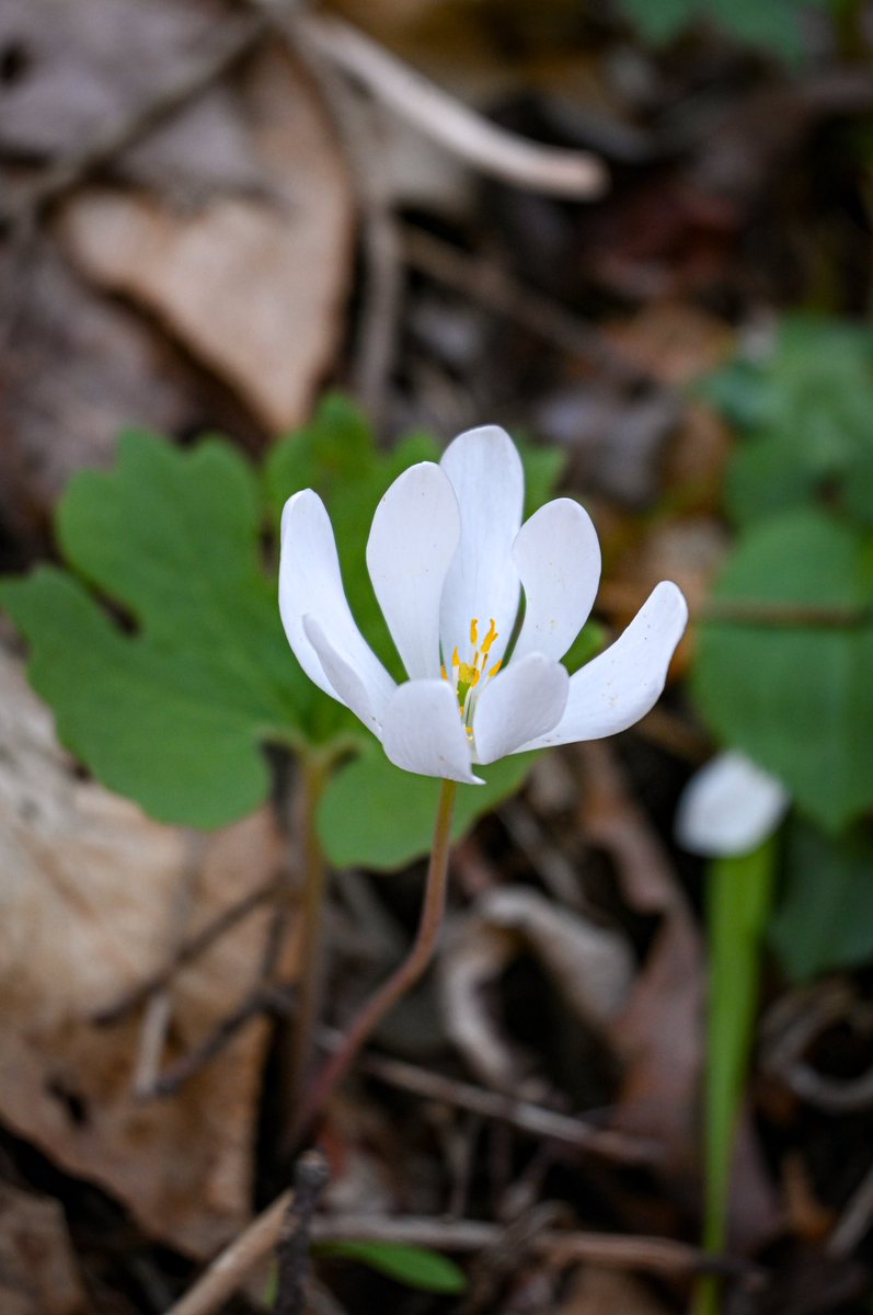 It’s finally spring! 🌼🌸🌷 #TheMountainsAreCalling