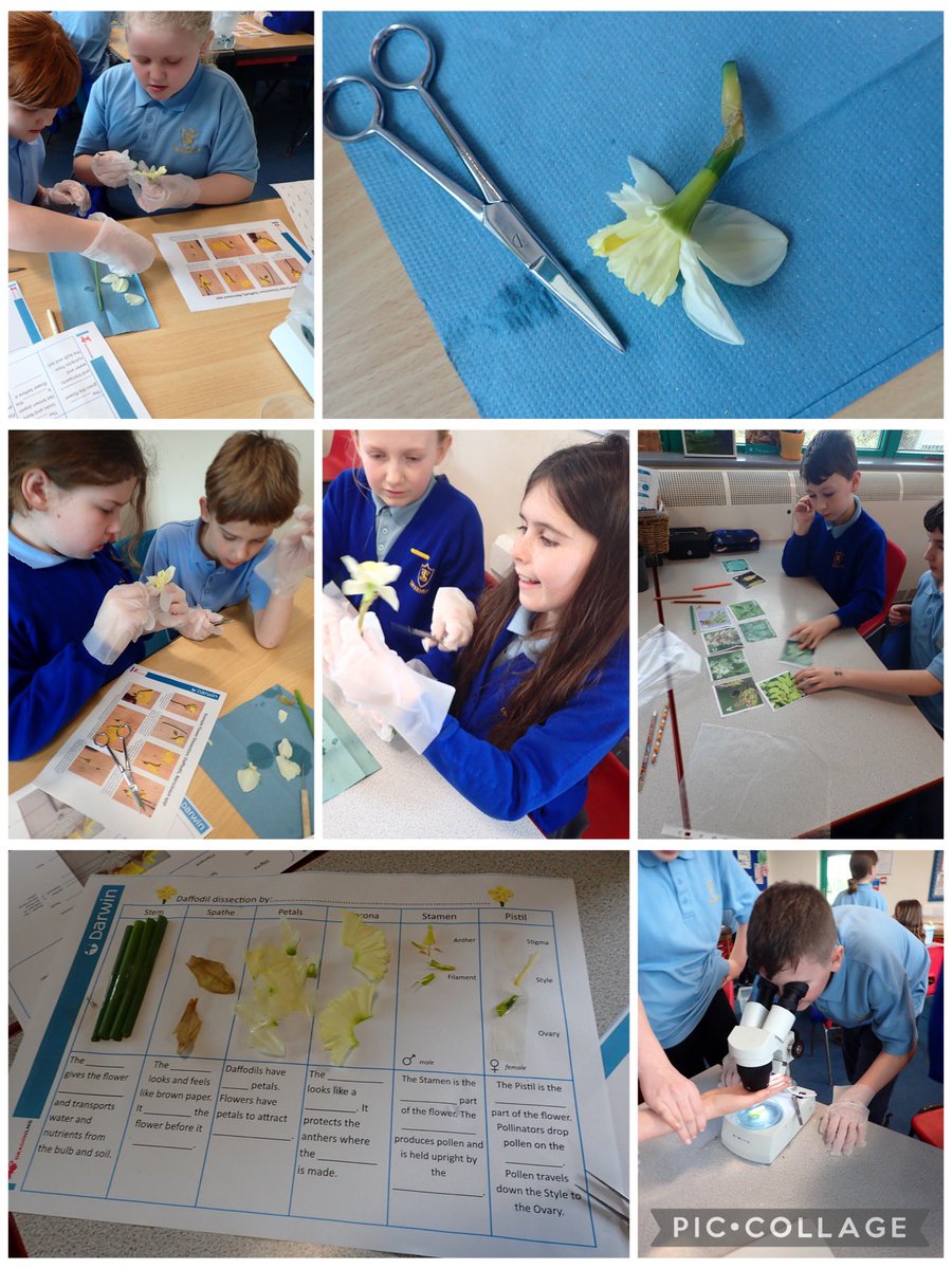 Science of Spring with y4 and y6 from @Tavernspitecp! We had a great day with two classes exploring the science behind the spring season and doing a flower dissection! #STEMworkshop #seasons #spring #springequinox #flowers #angiosperms #phenology #signsofspring