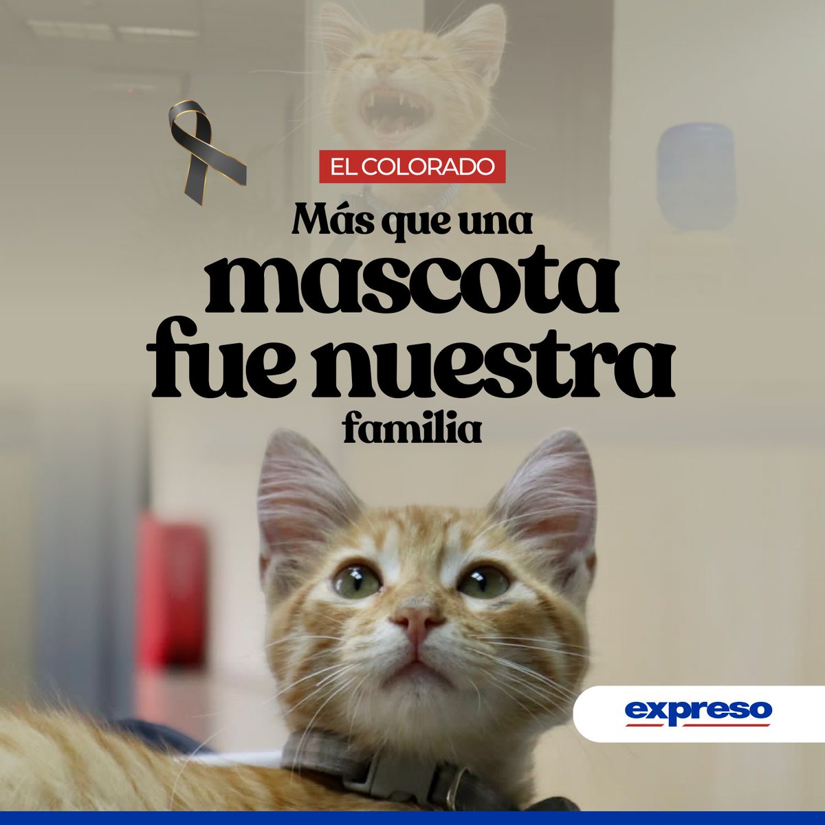 Expresoec's tweet photo. La madrugada del 16 de marzo, el equipo de Granasa recibió una triste noticia. El Colorado, nuestra querida mascota, había cruzado el arcoíris inesperadamente debido a un accidente de tránsito, durante una de sus cacerías que lo llevó a alejarse de la redacción.

Lee más: https://t.co/hpweWvkV7v