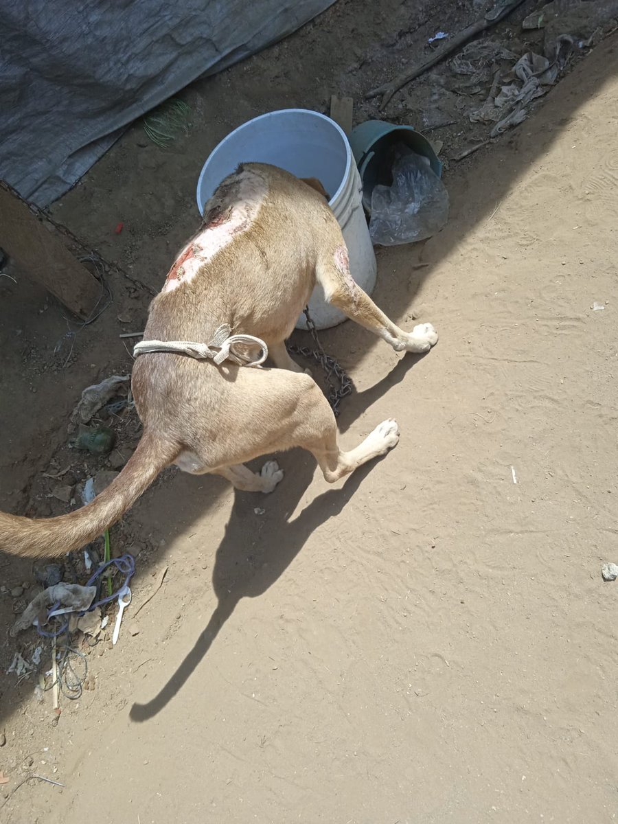 ImparcialOaxaca's tweet photo. #DenunciaCiudadana | A través de nuestro buzón ciudadano nos hacen llegar un caso de maltrato animal en inmediaciones de San Martín Mexicápam, en donde se observa el mal estado en el que tienen a este perrito, bajo los rayos del sol y amarrado, en un terreno baldío. #Oaxaca https://t.co/O9QohHc8Ob