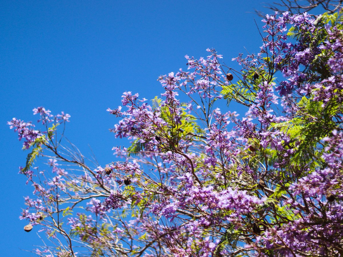 It's finally spring ☀️🌱 Who else can't wait for the jacaranda bloom on campus?

📸 udonphoto on Instagram #spring #ucla #sceneatucla #jacaranda