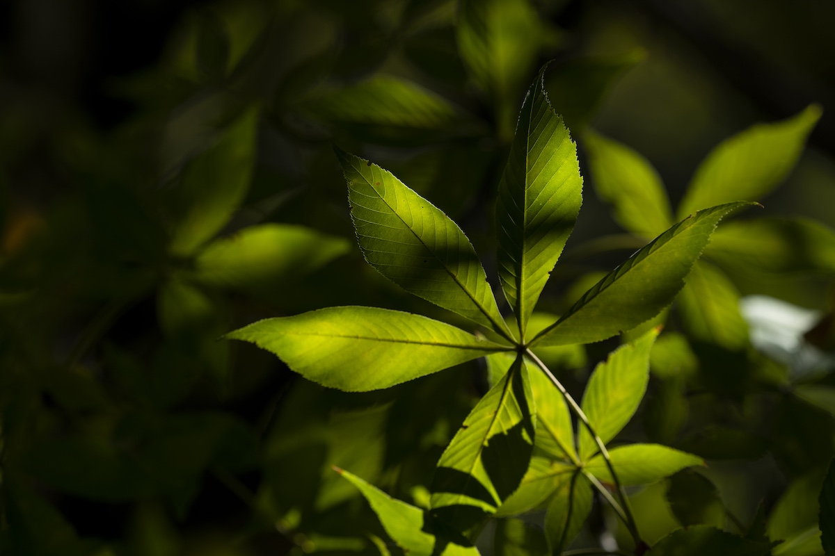 New Ohio State faculty are invited to a Lunch &amp; Learn on Navigating Wellness for Faculty Excellence on May 3. This event will include lunch for attendees. Learn more here: bit.ly/3SgRTPO