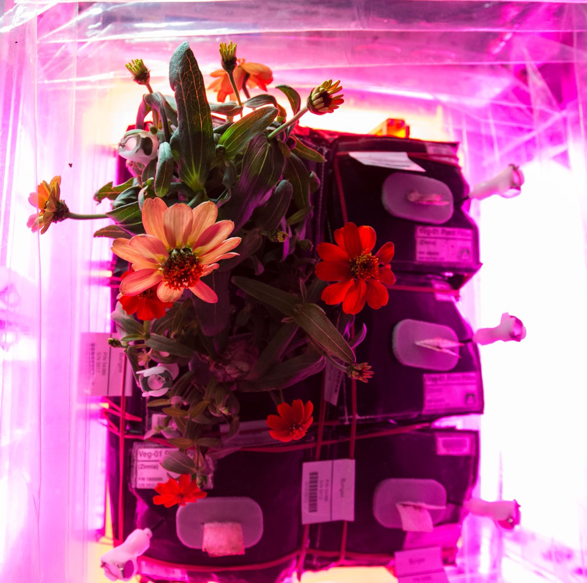 NASASpaceSci's tweet photo. Spring has sprung! 🌸 Looking forward to longer days ☀️, blooming flowers 🌻, and new growth 🌱! What’s your favorite aspect of the season? #FirstDayOfSpring https://t.co/ghZ0ppDqTV
