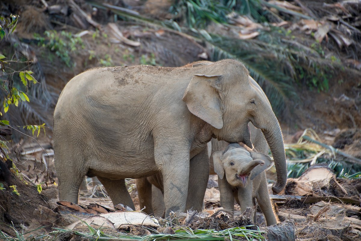 We're proud to welcome @SeratuAatai as a new conservation partner! Their mission is to create a society capable of protecting & coexisting with endangered Bornean elephants & other wildlife in Sabah, Malaysia. See how they create human/elephant harmony: hubs.ly/Q02q0cLj0