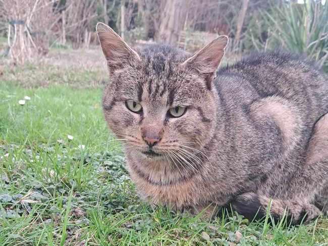 TYLKO 1 OSOBA WSPARŁA 💔😭 Proszę pomóżcie 🙏 ratujemyzwierzaki.pl/burek-felineus