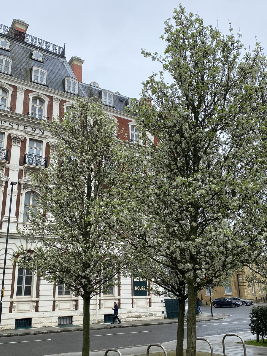 Was walking past today whilst listening to 2nd episode in Titanic series & tho it may be slightly obscured by the trees in blossom you still get an idea of the beauty that is South Western House where some of the richer passengers stayed the night before sailing @TheRestHistory