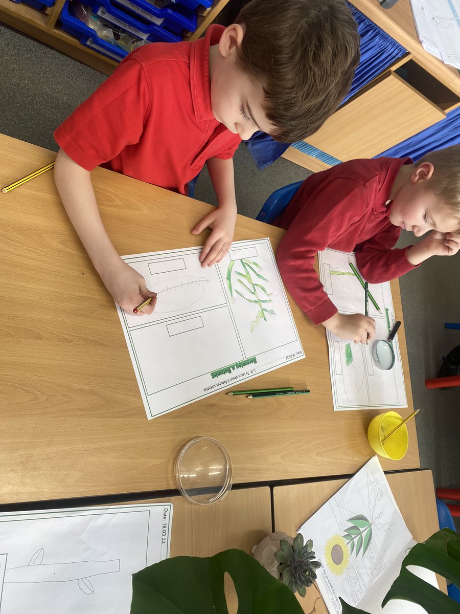 mrs_mcclare's tweet image. Today, Class 6 learnt about the famous botanist Jane Colden. They then worked as botanists themselves, carefully examining different plants and sketching the different parts. They used magnifying glasses to look closely at the detail. 🔎 🪴 🌺 🌱 @RedscopeSchool @mrs_hipwell