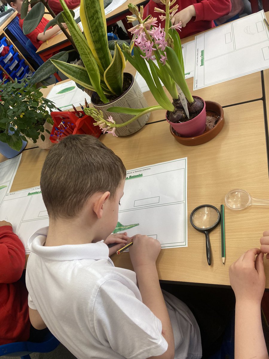 mrs_mcclare's tweet image. Today, Class 6 learnt about the famous botanist Jane Colden. They then worked as botanists themselves, carefully examining different plants and sketching the different parts. They used magnifying glasses to look closely at the detail. 🔎 🪴 🌺 🌱 @RedscopeSchool @mrs_hipwell