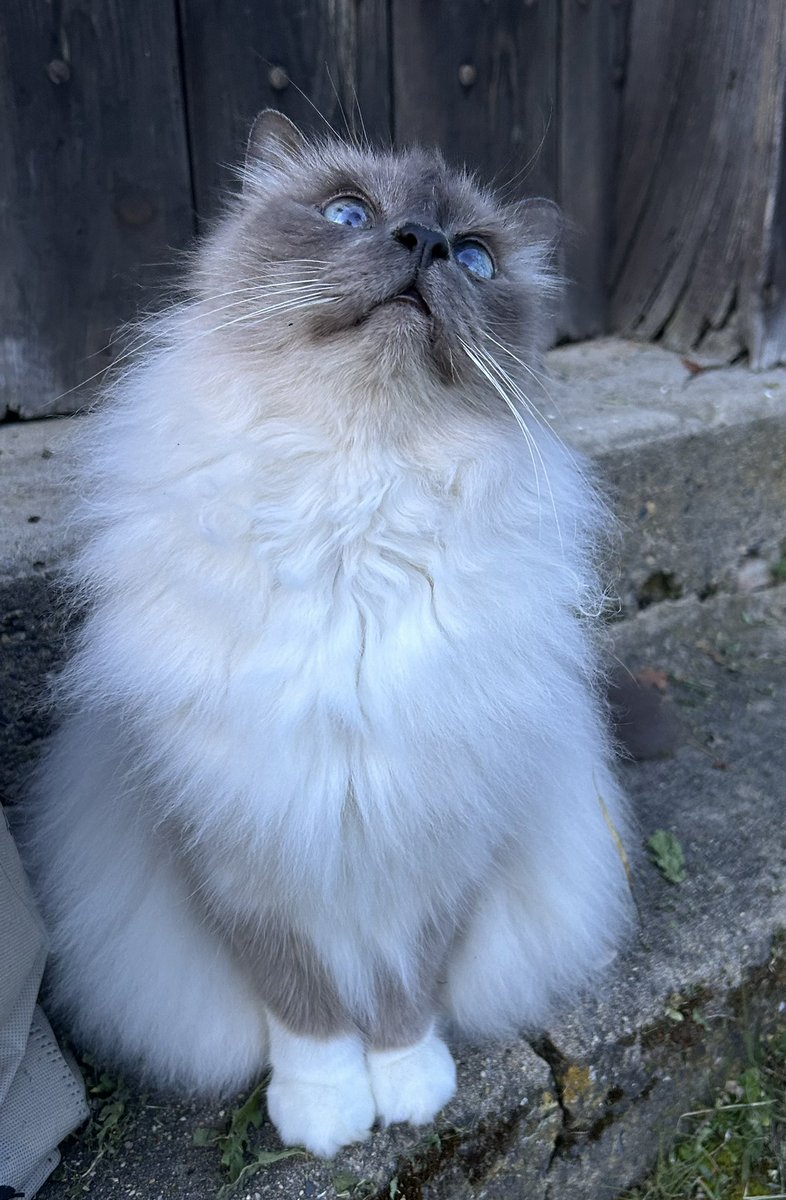 Ganesh LeBirman tweet media