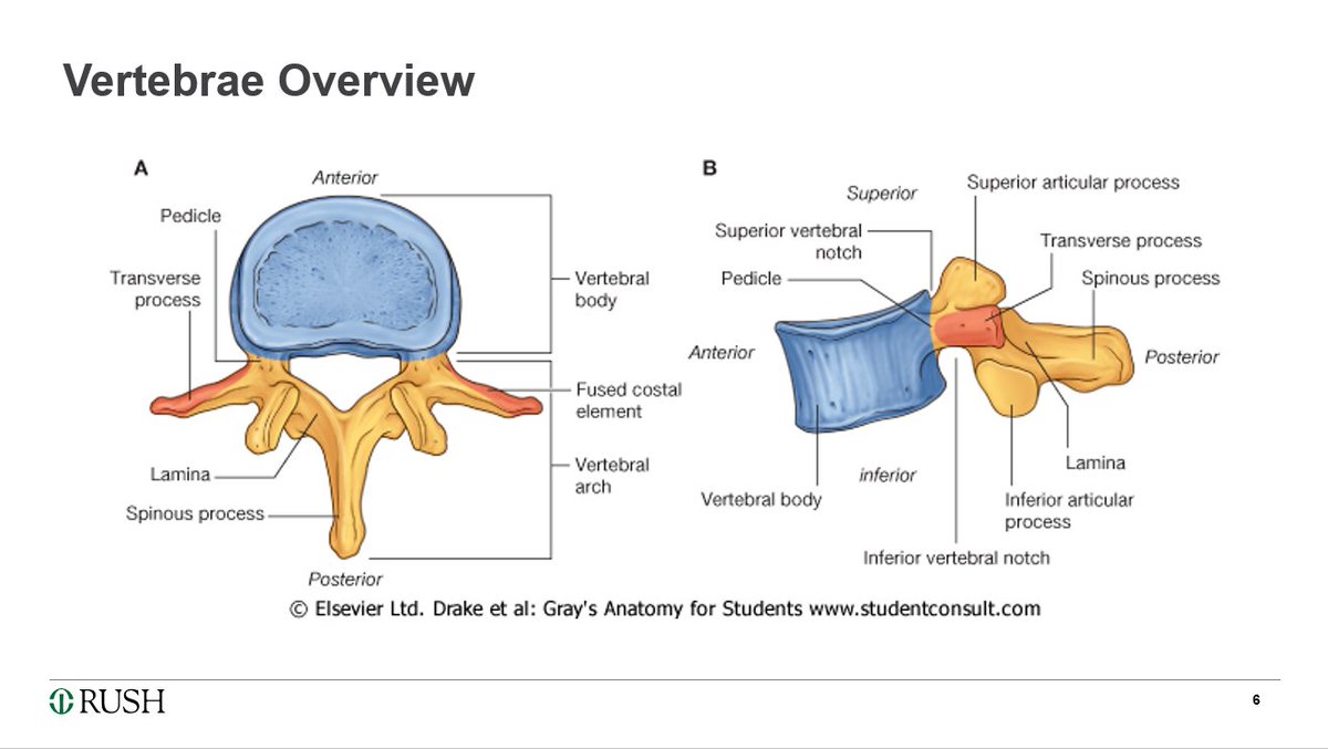 Interested in learning about spine SBRT? Check out our new ARC Bootcamp video: 📽️Spine Anatomy, Radiology & SBRT Contouring 📽️ Featuring @dsouzl for anatomy and @TimkWin for SBRT contouring. Find it here: arcbootcamp.teachable.com