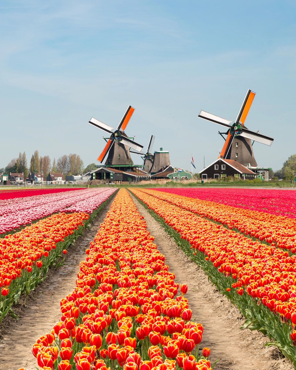 Welcome back to Spring in the Netherlands, where breathtaking rows of tulips create a vibrant mosaic in the Dutch countryside. #ThisIsSilversea
