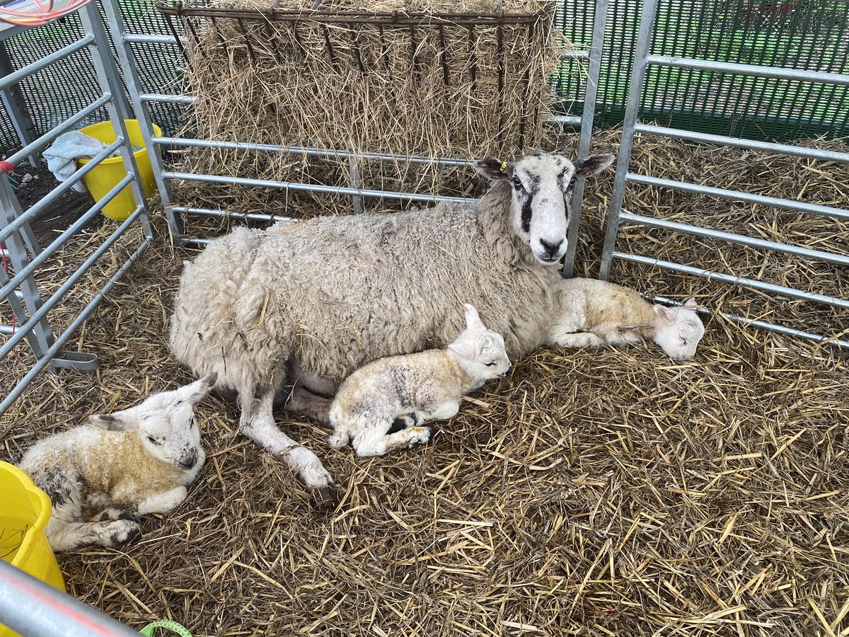 Someone had to go and check on the new triplets this afternoon @Nescot