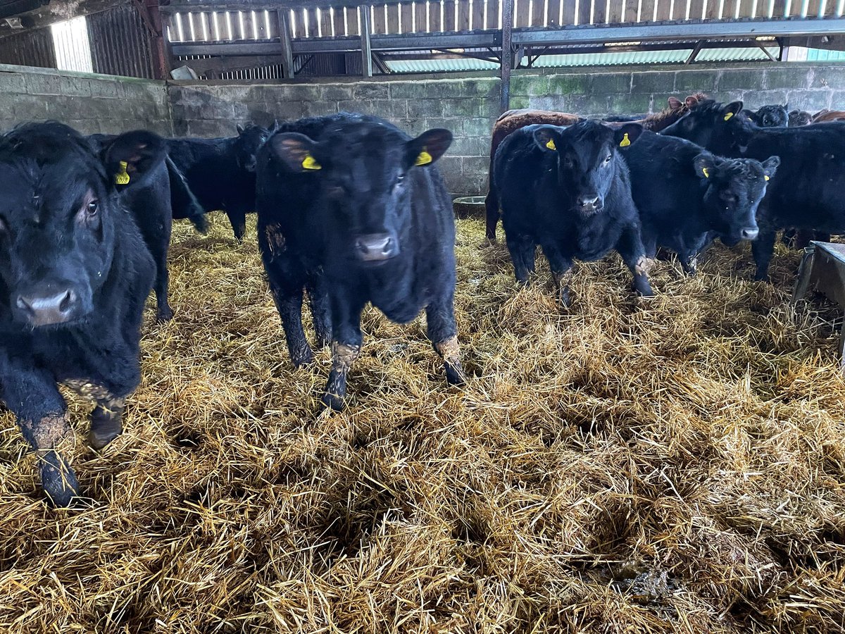 Some great bunches of Angus suckler bred yearling cattle coming available on members farms at the moment