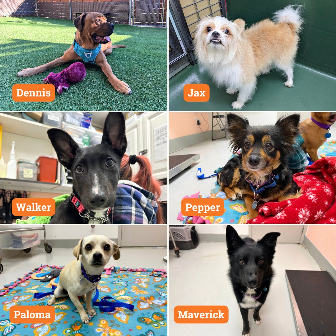 Ready for this “pawsome” lineup? 🐶🐾 Here are 18 of the 22 available doggos that are waiting to melt your heart and become part of your family. 🏡 Share the puppy love with your network to help these dogs get adopted! 🧡🐶 paws.org/adopt/dogs/