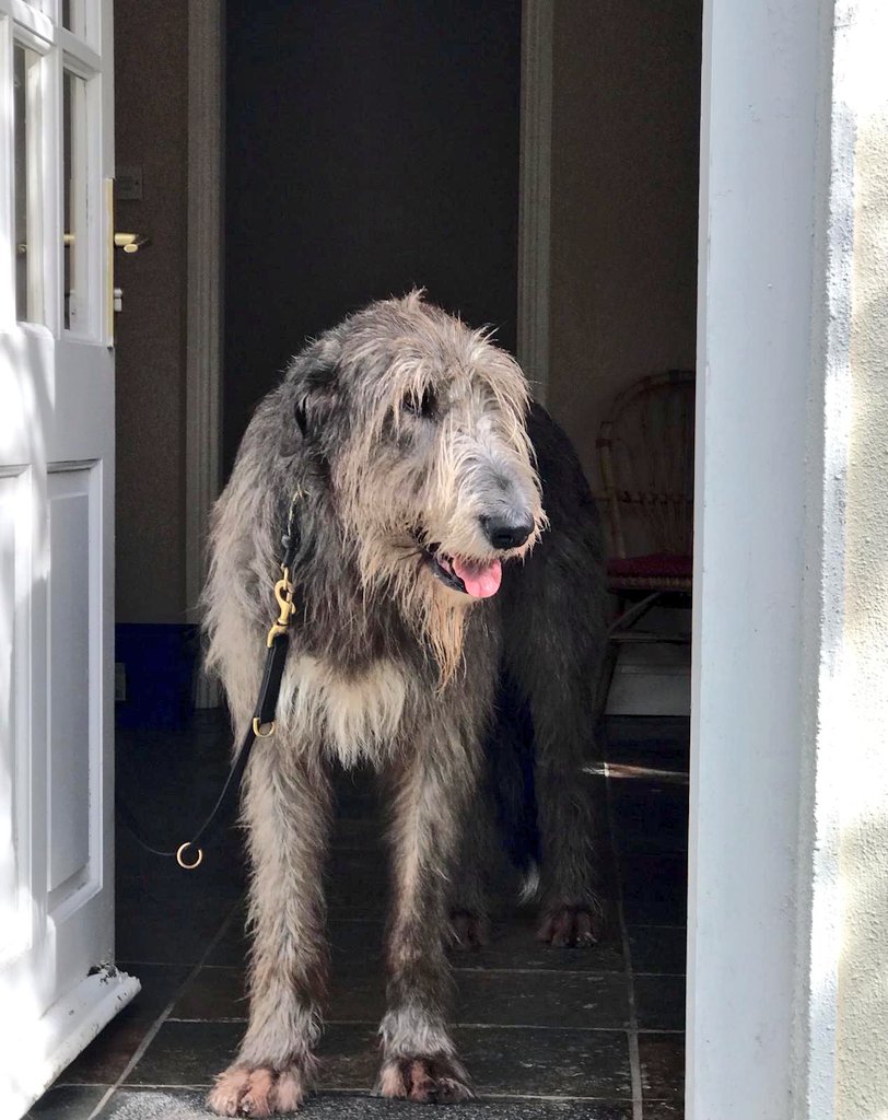 CroanCottages's tweet photo. The beautiful Bóann, a very special guest at one of our Pet Friendly cottages at the weekend. What a beauty. No wonder she's the model for a new drawing in the Irish Passport. https://t.co/Q9tBLnPzmT https://t.co/FnAPGAczpi