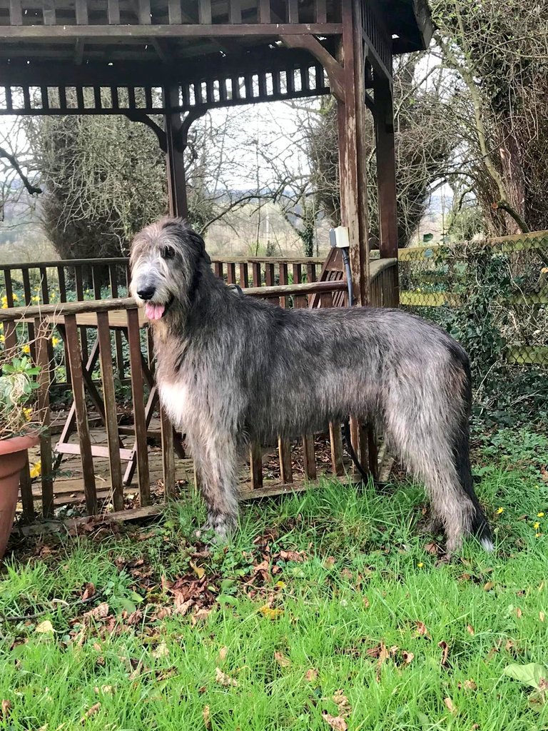 CroanCottages's tweet photo. The beautiful Bóann, a very special guest at one of our Pet Friendly cottages at the weekend. What a beauty. No wonder she's the model for a new drawing in the Irish Passport. https://t.co/Q9tBLnPzmT https://t.co/FnAPGAczpi