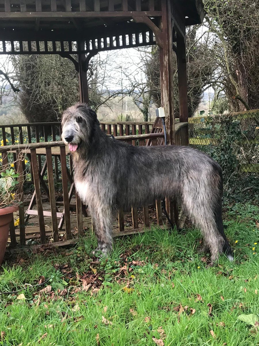 Francis Nesbitt tweet media