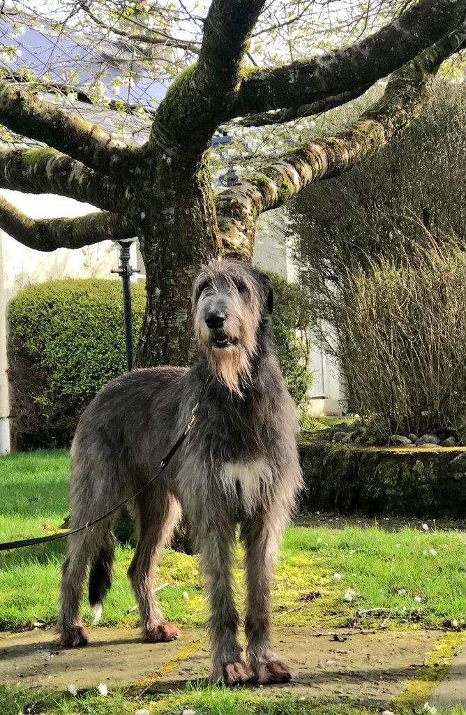 The beautiful Bóann, a very special guest at one of our Pet Friendly cottages at the weekend. What a beauty. No wonder she's the model for a new drawing in the Irish Passport. Croancottages.com