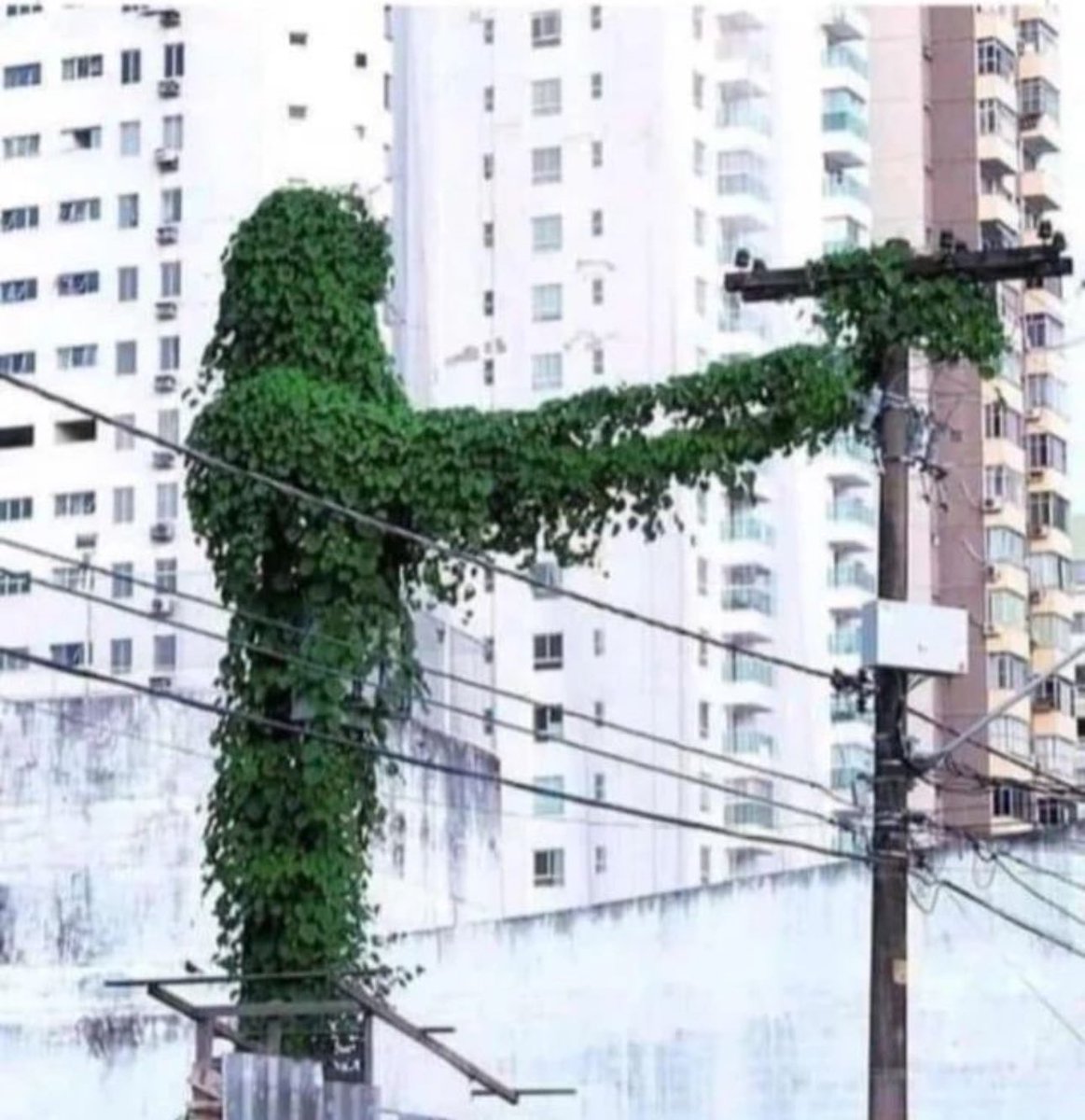 diretodomiolo's tweet photo. - “Rio de Janeiro é super tranquilo”

A vegetação do Rio de Janeiro: 🗣️🗣️ https://t.co/9neNBzxCYX