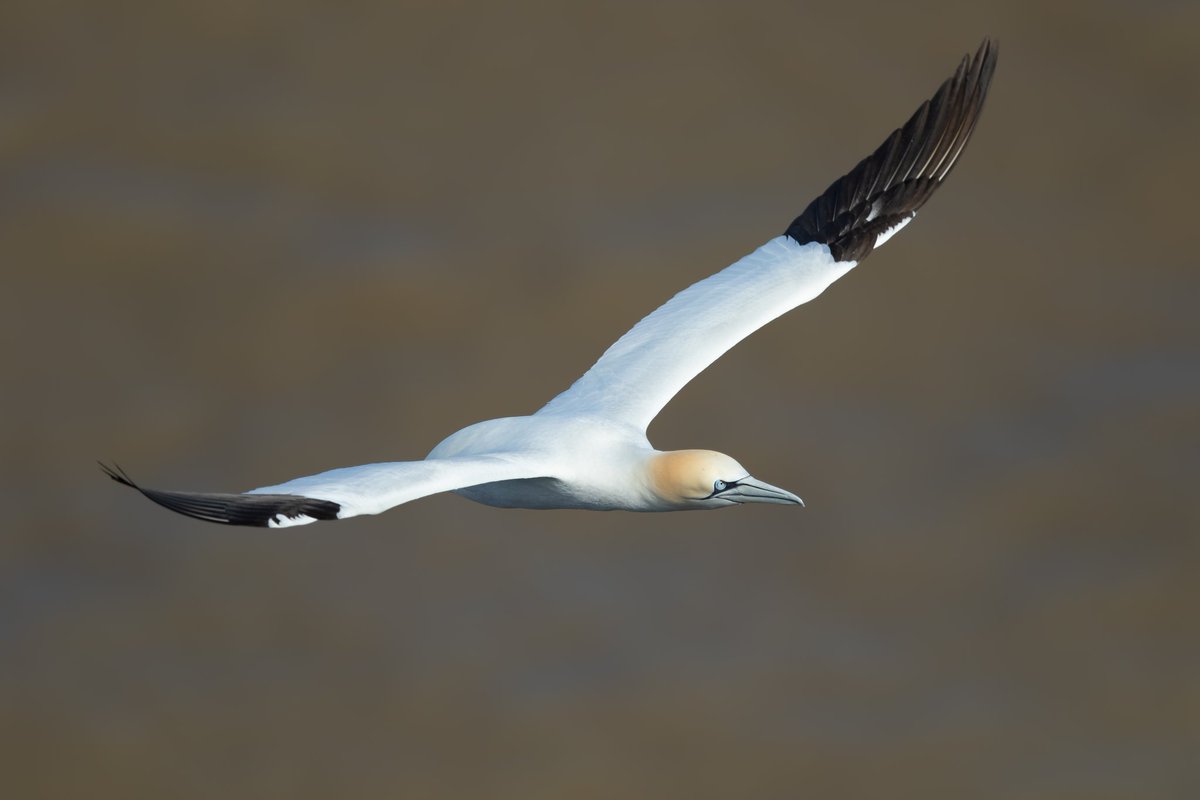 Northern Gannet coming into land at Bempton cliffs. Alot of sediment in the sea providing the background.