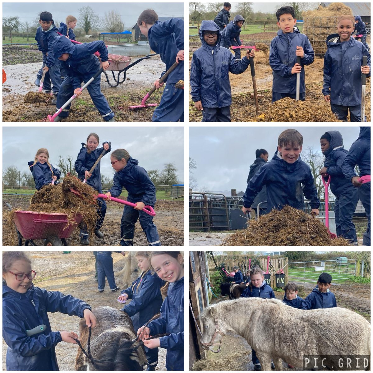 Well, my prediction was correct! Job 2 was cleaning up the horses’ yard. Shovelling manure and hay in the rain! However, Year 4 and @Year5BPPS also got to groom Oreo and Galena! @BrunswickParkPS