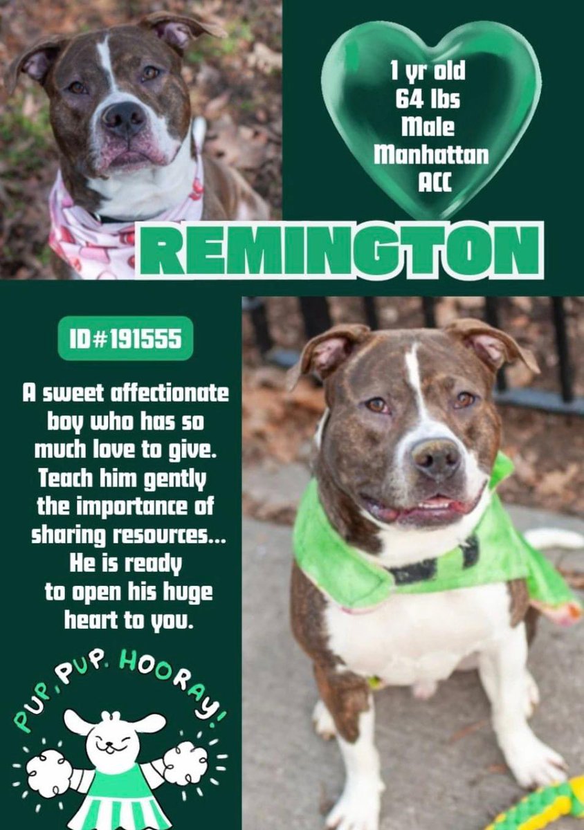 Amber, Belle & Kingston 🐾 tweet media