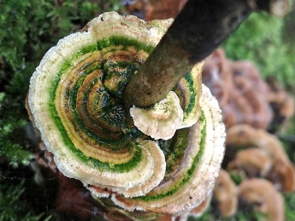 SewellLeigh's tweet photo. Found a fair few turkeytails today particularly liked the colour of this one ๐ #fungi #mushroons #mushroomhunting #mycology #turkeytailtuesday #nature #wildlife https://t.co/c36wSbvfq5