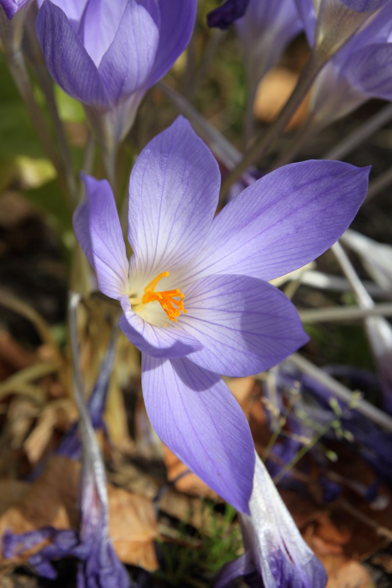 redbuttegarden's tweet photo. One of our favorite days of the year, when the calendar turns (finally) from winter to spring 🌼🌷 Happy #SpringEquinox! @UUtah https://t.co/uVMyRdp0BE