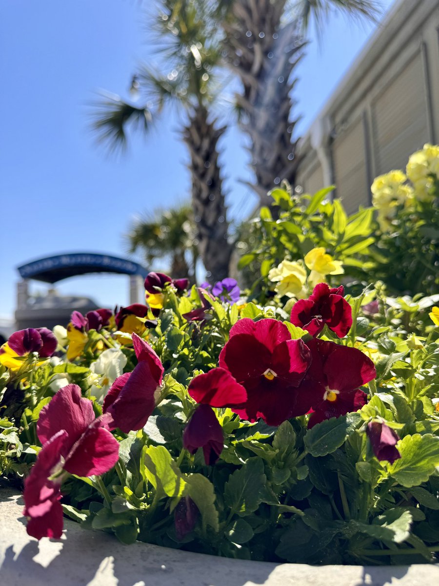 CityofNMB's tweet photo. The First Day of Spring in North Myrtle Beach brings us sunshine, blue skies, and beautiful flowers ☀️🌸

Special shout out to our Parks and Public Grounds Team for their continuous efforts in keeping our City beautiful! https://t.co/U7bpTmurIJ
