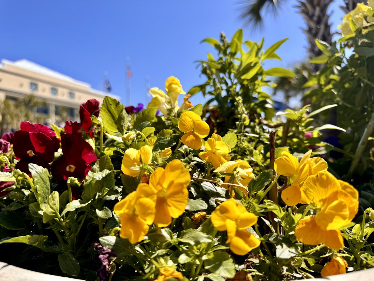 CityofNMB's tweet photo. The First Day of Spring in North Myrtle Beach brings us sunshine, blue skies, and beautiful flowers ☀️🌸

Special shout out to our Parks and Public Grounds Team for their continuous efforts in keeping our City beautiful! https://t.co/U7bpTmurIJ