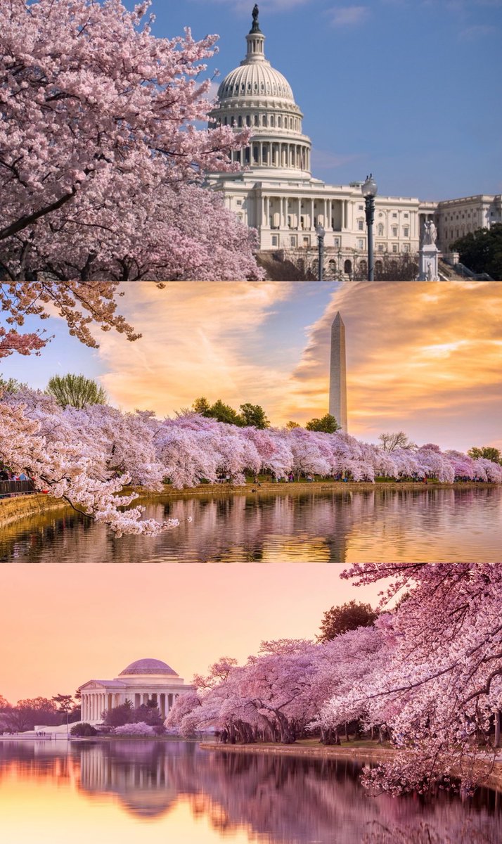 @HeidiBriones One day I want to see the cherry blossoms in Washington D.C.