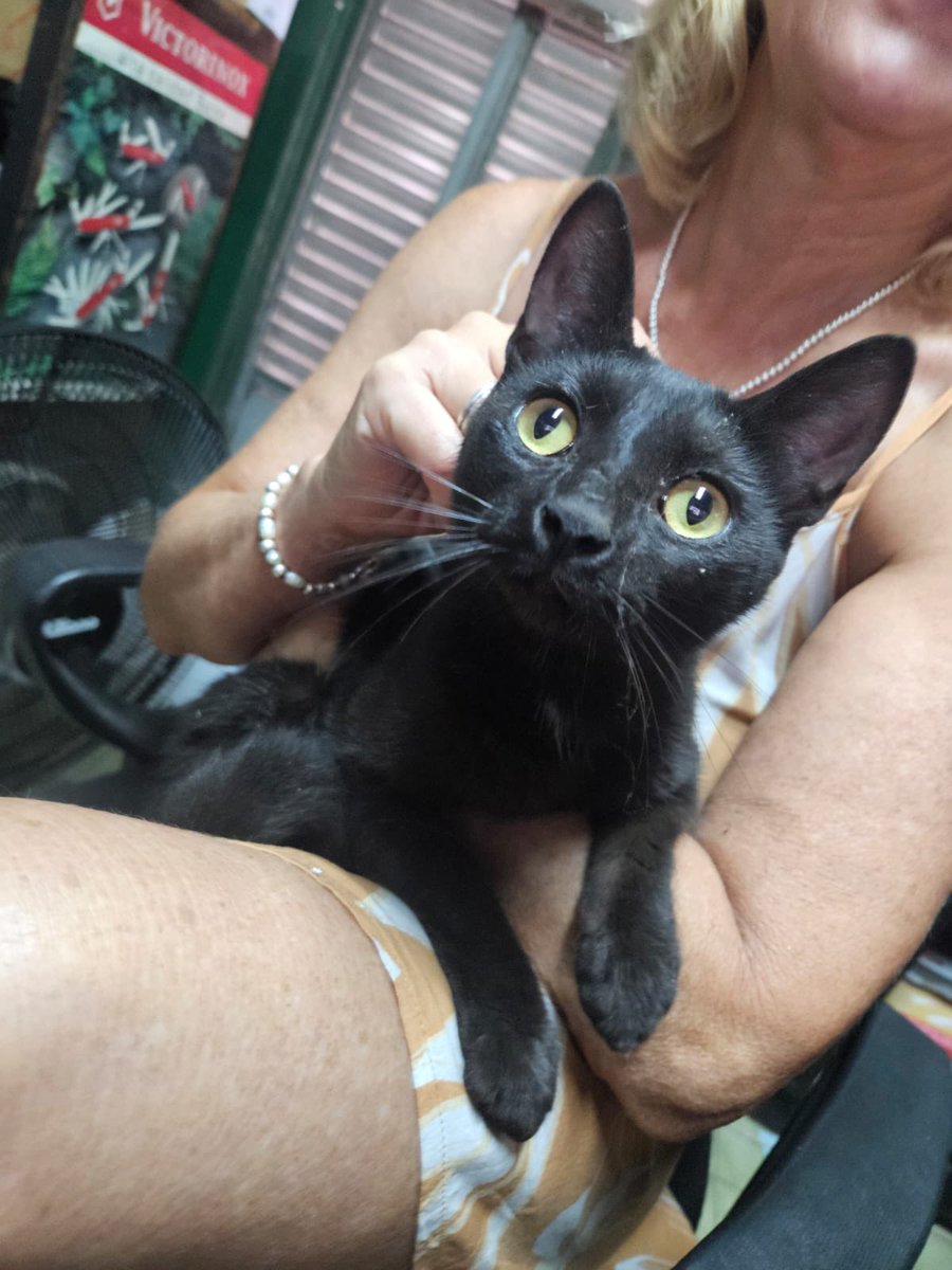 aldiddi's tweet photo. NECESITO RT PORQUE NO PUEDO TENERLA 🙏🏼🙏🏼

Gata en adopción responsable. La encontramos en zona de Italia y Mendoza 

SOFÍA 3416 37-5577 https://t.co/gz2hDMiMyQ