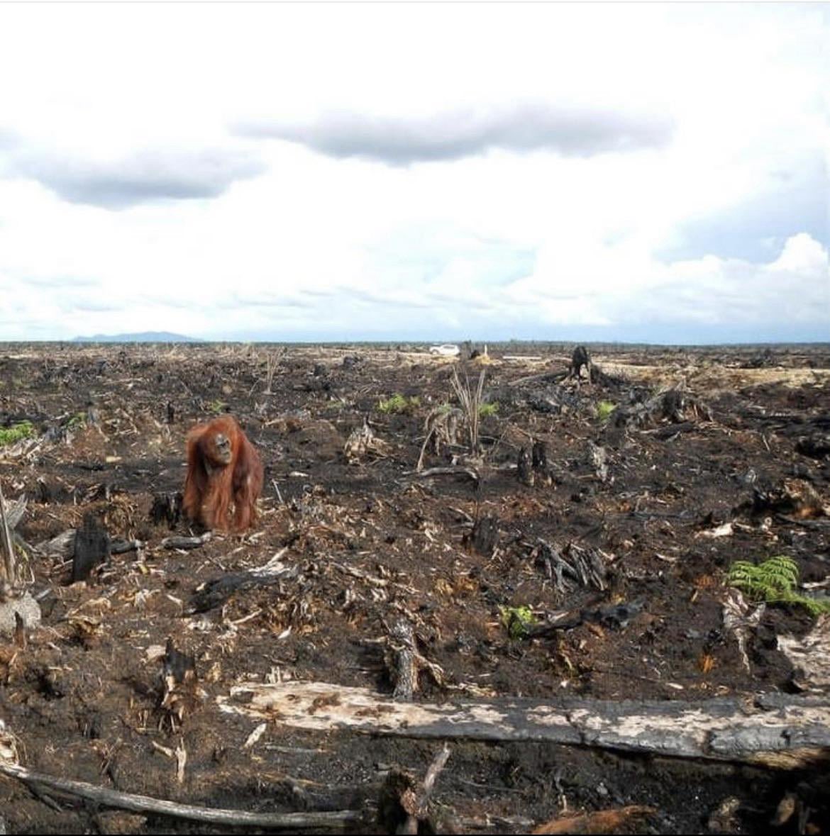 An Orangutang strolls through what used to be a rainforest. When you see “palm oil” on the ingredient list, this is where it came from.