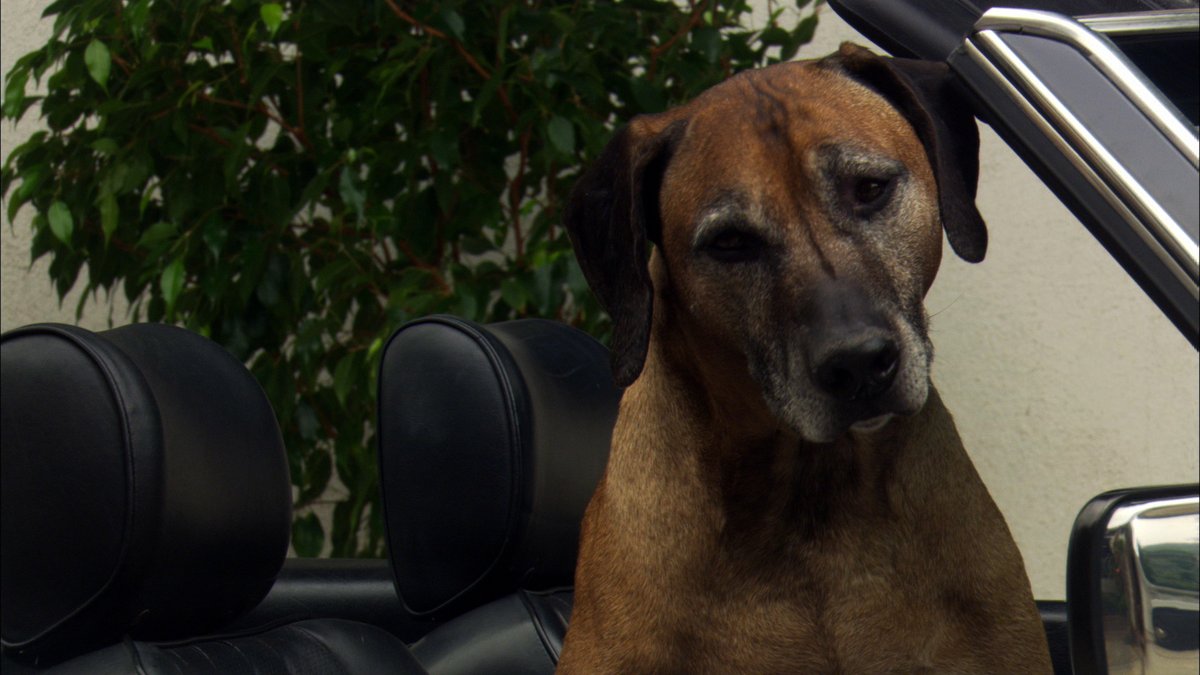 HouseEndofDrive's tweet photo. My dog Sebastian, a Rhodesian Ridgeback, at 10, who played himself like a Pro in my Feature Film, House at the End of the Drive, inspired by the Sharon Tate murders and aftermath, was shot on location on #CieloDrive at #TheOmanHouse, AVAILABLE ONLINE https://t.co/L8CuItc5bJ https://t.co/GeLyYJuvmL