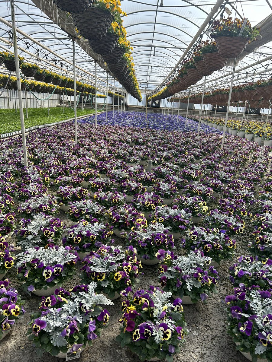Smells like Spring in our greenhouse 🌸🌺🪷