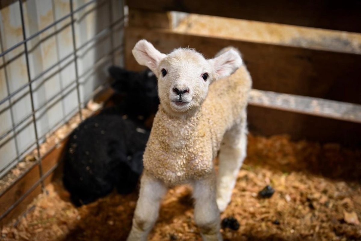 Happy Spring! 💐 🐑