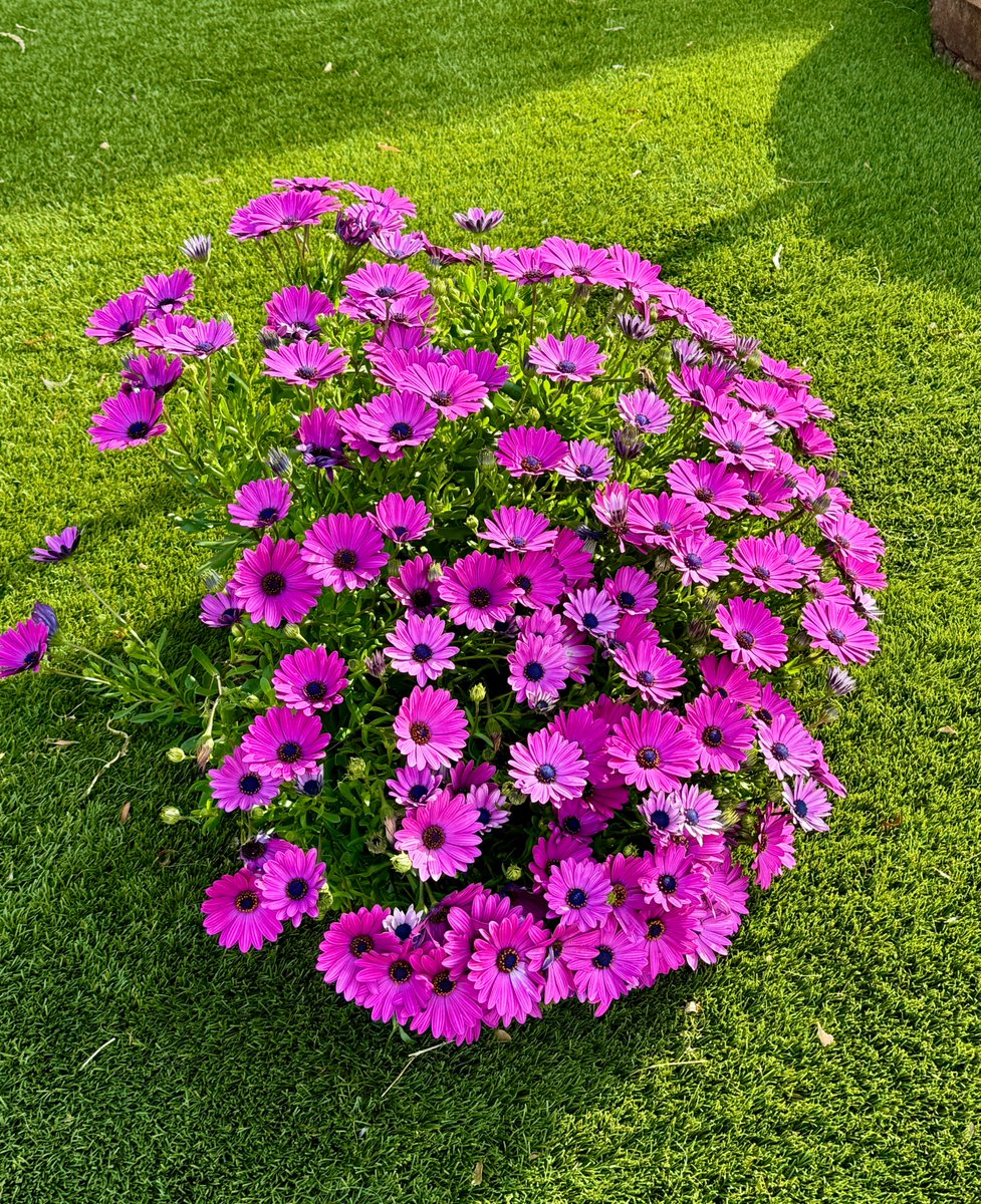 brucekulick's tweet photo. Spring has Sprung!  Lovely blooming in the desert city of Las Vegas... enjoy the change of season everyone! https://t.co/Xk3tkiGDKR