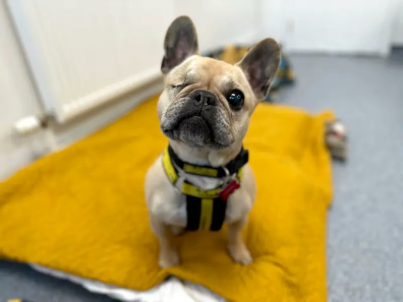 Please retweet to help Wilma find a home #SHOREHAM #SUSSEX #UK 
French Bulldog, aged 10. 
'Wilma is a true sweetheart who adores the company of people. Wilma loves to make new friends; relishing a fuss from anyone who will offer her one, however as she only has one eye, Wilma can