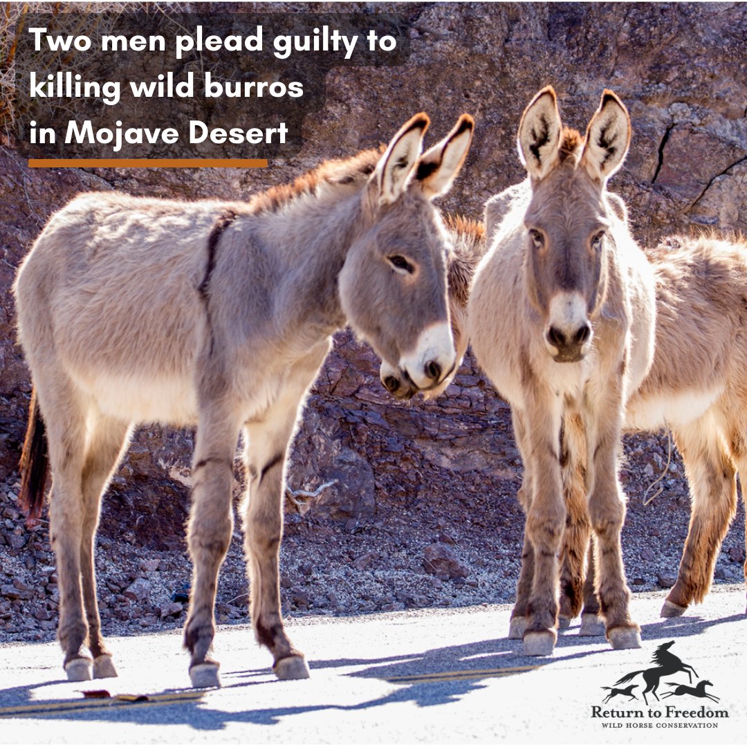 The defendants each face up to 10 years in federal prison for the possession of unregistered firearms and the killing of the burros: returntofreedom.org/two-men-plead-… BLM photo.