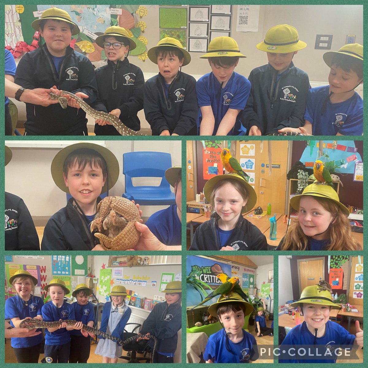 A huge thank you to Allan <a href="/WeeCrittersNI/">Wee Critters</a> for visiting our P5s today! We got to see tarantulas, cockroaches, parrots and even a very cute armadillo called Arthur! #handsonlearning <a href="/Eco_SchoolsNI/">Eco-Schools</a>