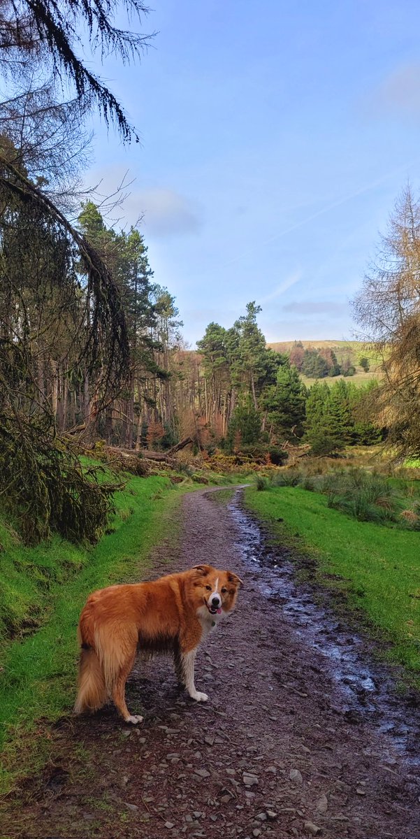 jacquihill18's tweet photo. At last a lovely spring day ๐ ๐ out with my Charlie boy ๐ @HartCollie @BCTGB @MarkPerks2021 #spring #welshsheepdog #welshcollie #collie https://t.co/Vg4WZRGr5h