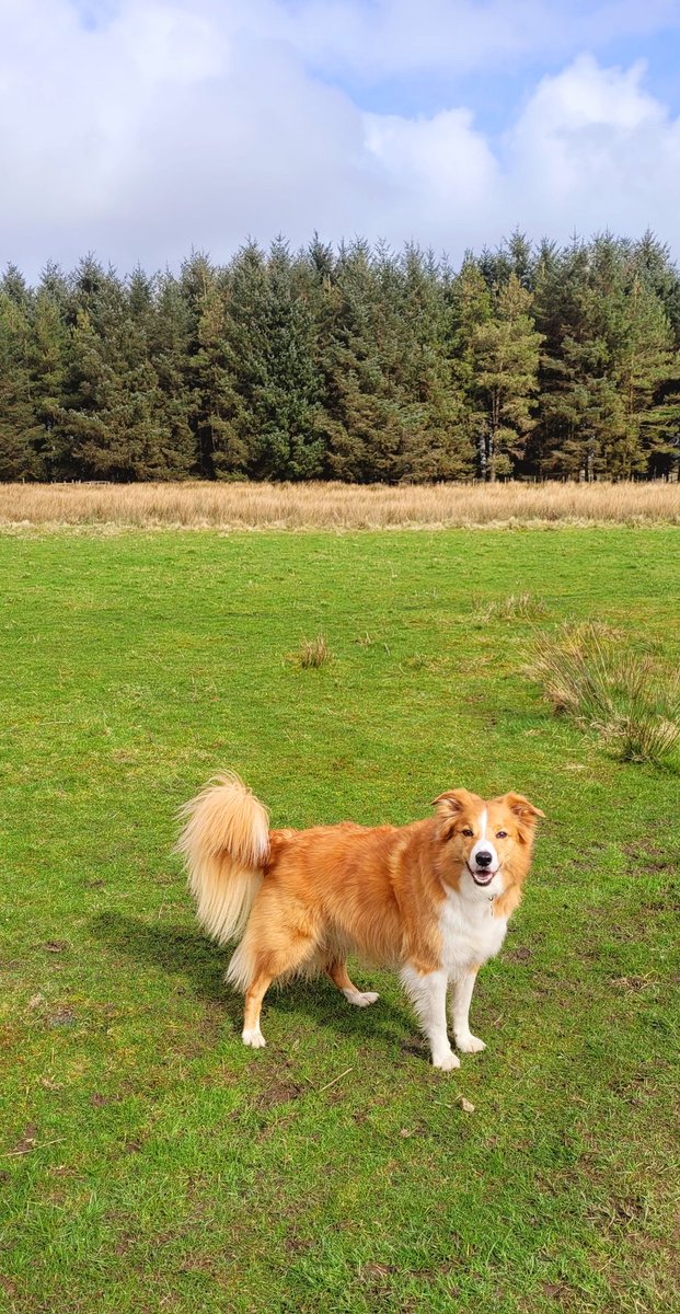 jacquihill18's tweet photo. At last a lovely spring day ๐ ๐ out with my Charlie boy ๐ @HartCollie @BCTGB @MarkPerks2021 #spring #welshsheepdog #welshcollie #collie https://t.co/Vg4WZRGr5h