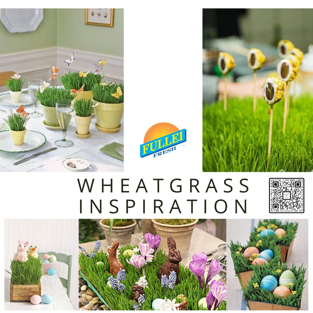 fulleifresh's tweet image. Here’s a little inspiration to get you going for Easter! Use wheatgrass in place of real grass. Ours is hydroponically grown so there is no messy soil.

#easter #easterdecorations #centerpieces #floraldesign #florist #eventplanner #wheatgrass #easter2024 #spring #easterdecor
