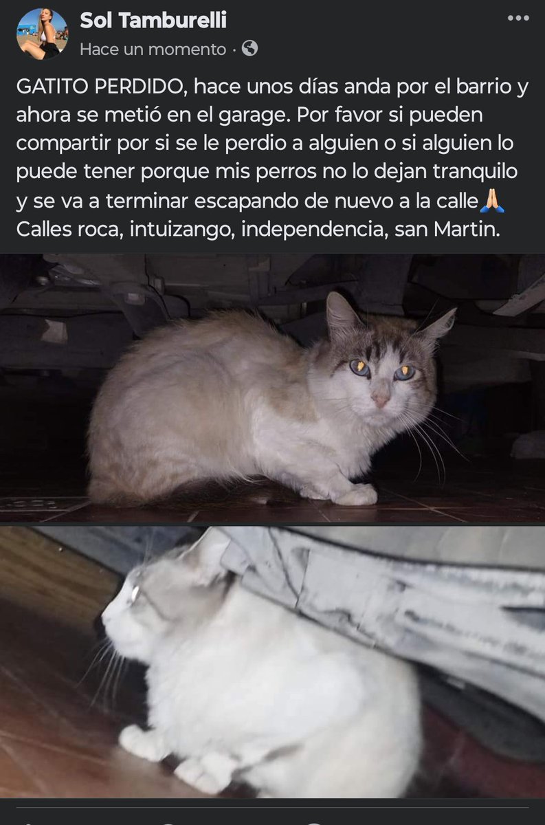 SolTamburelli1's tweet photo. Por favor si alguien lo conoce o si lo puede tener, se está queriendo escapar y no lo puede tener por mis perros 🙏🏻 https://t.co/AC1Ep8RnRk