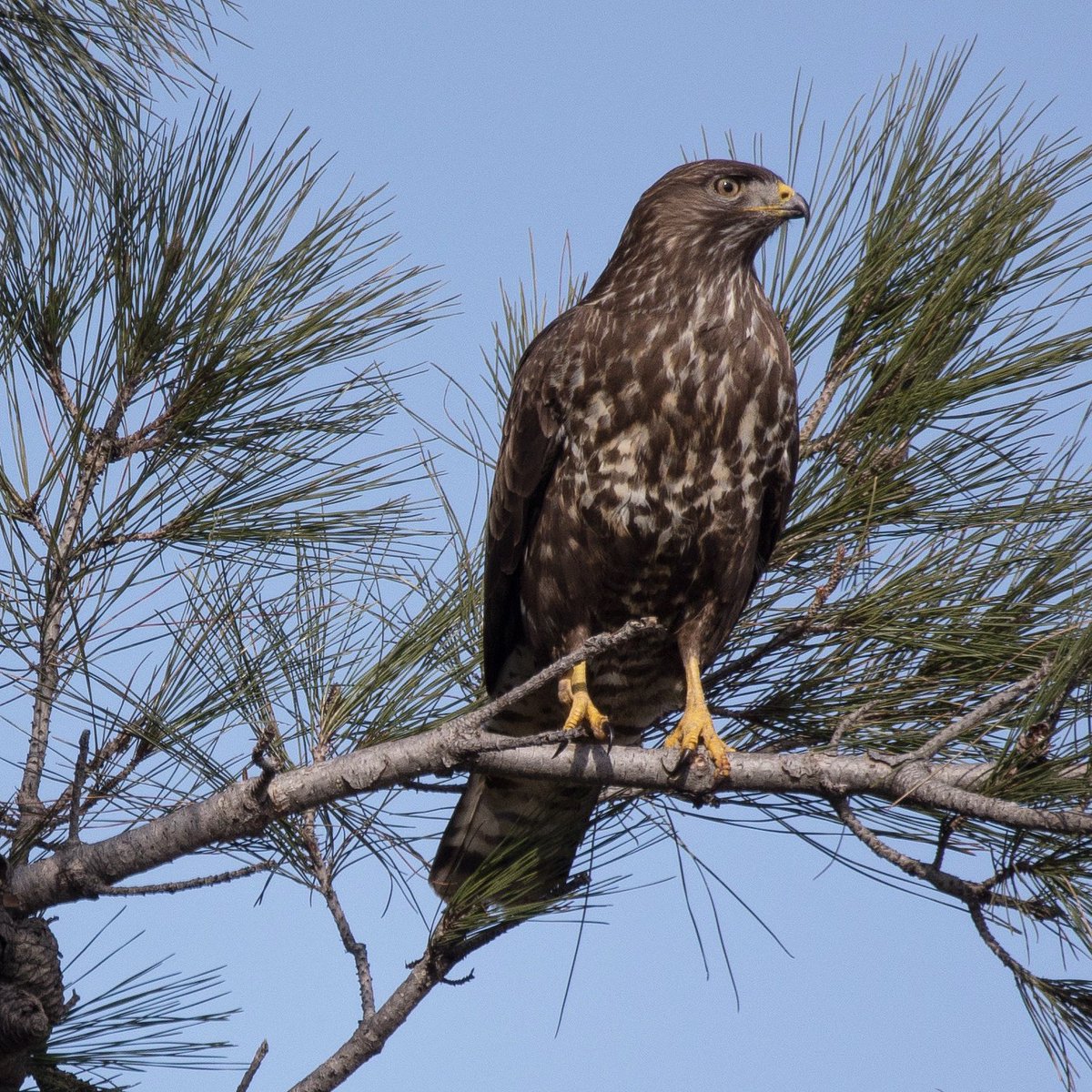 “Şahin”, Çanakkale, Salihler 
#buteobuteo