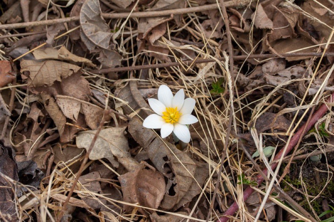 Today is the first day of Spring, the season of new beginnings. Say hello to more sunshine ☀️😎, more flowers 🌸 and more outdoor events! ⁠ ⁠ What are you looking forward to this spring ? Comment below.